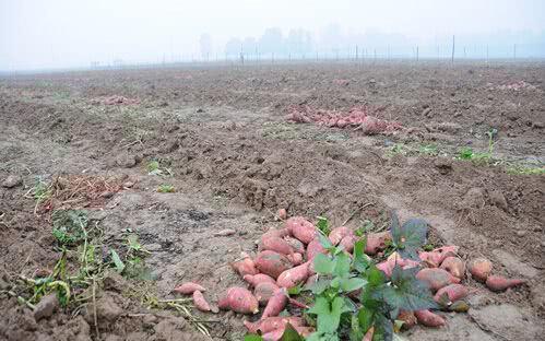 紅薯滯銷，汗水與淚水交織的秋收之痛